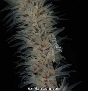 whip coral shrimp by Alan Johnson 